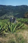 Hier musste der Wald einem Sisal-Feld weichen