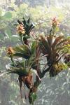 Bromelien sind typische Aufwuchs-Pflanzen des Nebelwaldes