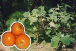 Naranjilla (Solanum quitoense) - f&uuml;r Agroforstsysteme geeignet?