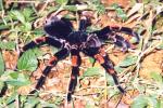 Vogelspinne Brachypelma mesomelas