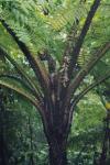 Cyathea onusta, ein auf EL ZORRITO h&auml;ufiger Baumfarn