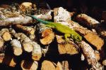 Der Zaunleguan Sceloporus malachiticus ist ein st&auml;ndiger Mitbewohner unserer H&uuml;tte